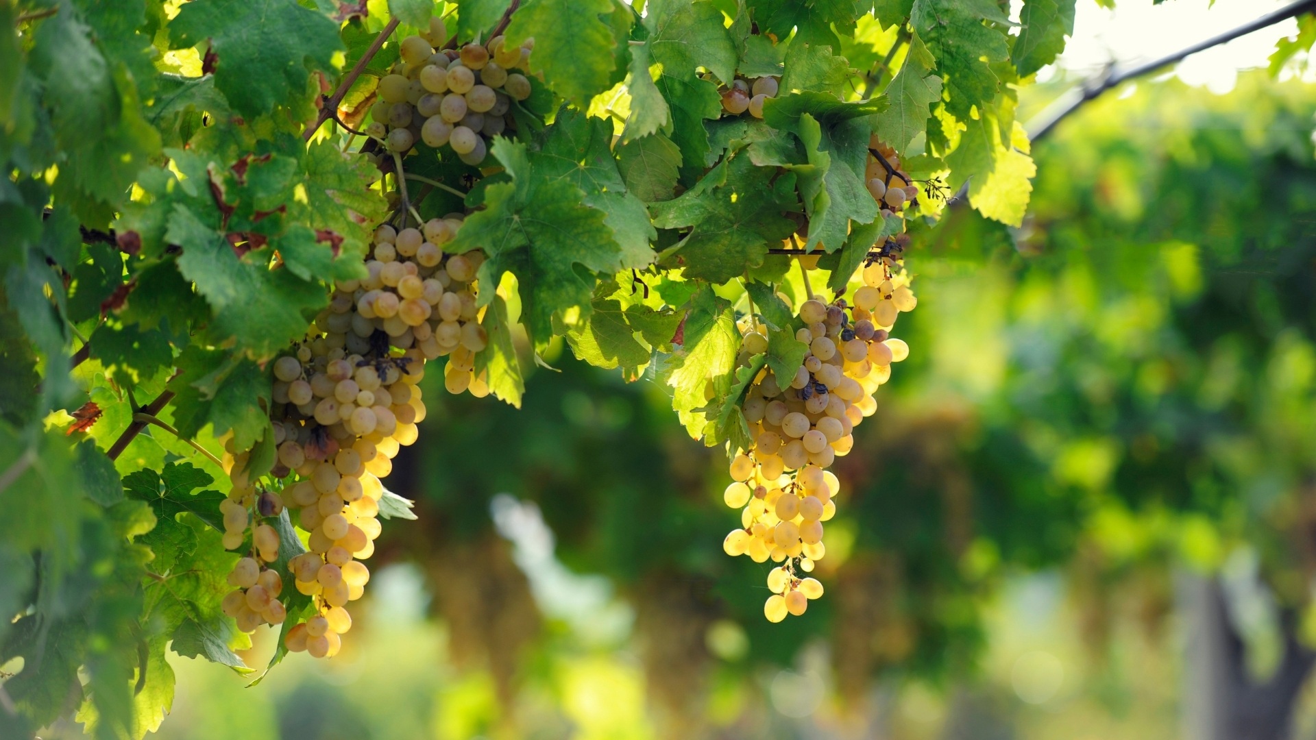 Wine culture and experiences in Crete